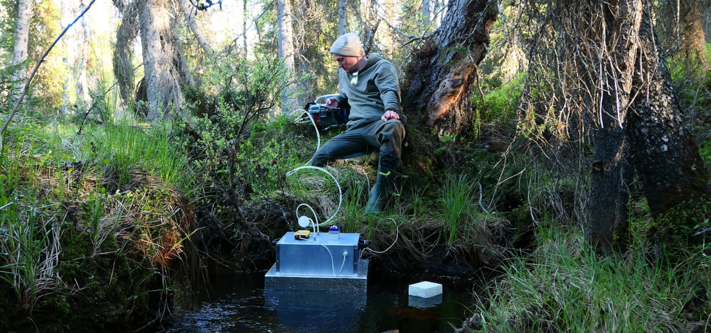 Metsäpuro